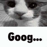 a black and white photo of a cat and the word goog below it