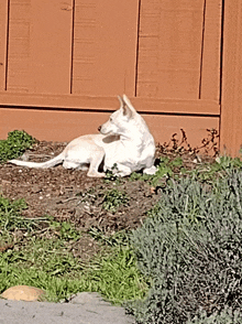 Deerhead Chihuahua Chihound GIF - Deerhead Chihuahua Chihound GIFs
