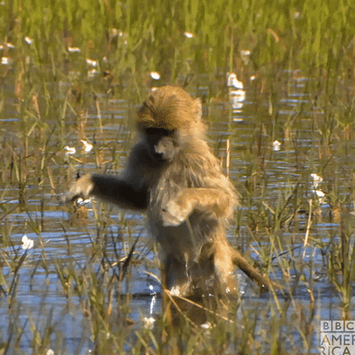 monkey-water-wading.png