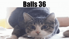 Balls Balls 36 GIF - Balls Balls 36 Cat GIFs