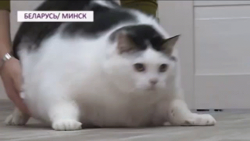 epic fail fat cat