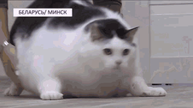  Funny Fat Cats Meme Kawaii Anime Fat Kitten Chonk Cat