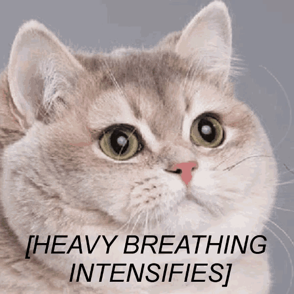 Cat Heavy Breathing Intensifies GIF - Cat Heavy Breathing Intensifies Fat  Cat - Discover & Share GIFs