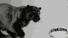 Penrith Panthers The Panthers GIF