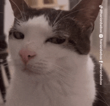 Kucing Side Eye GIF