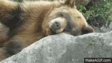 Bear Sleeping GIF - Bear Sleeping Tired GIFs