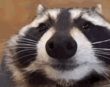 Raccoonlove Antonyraccoon GIF