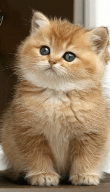 Kedi Tatlı Kedi GIF