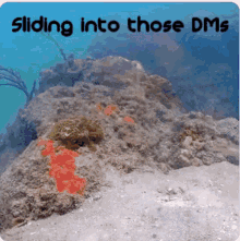 Fish Slide GIF - Fish Slide Dm GIFs