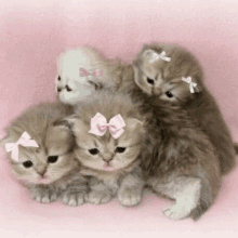 Litle Cats GIF - Litle Cats GIFs
