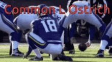 Common Loss GIF - Common Loss Ostrich GIFs