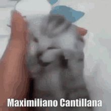 Maximiliano Cantillana GIF - Maximiliano Cantillana GIFs