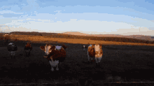 Antrim Hills Cows GIF - Antrim Hills Cows Sunset GIFs