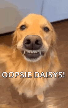 a dog is standing on a wooden floor with its mouth open and looking at the camera .