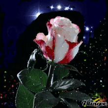 Rose Flowers GIF - Rose Flowers Glitter GIFs