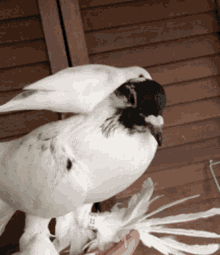 sparrow finch