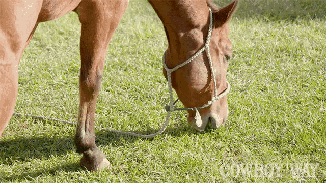 Eating Grass The Cowboy Way GIF - Eating Grass The Cowboy Way Hungry -  Discover & Share GIFs