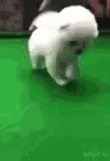 Dog Pool GIF - Dog Pool GIFs