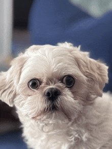 a small white dog is looking at the camera
