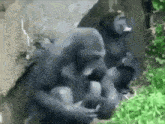 a group of gorillas are sitting next to each other on a rock eating food .