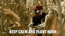 keep calm kornik plant korn chill