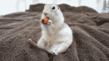 Squirrel Eating Carrot GIF