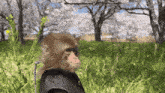 a monkey wearing a knight 's helmet is standing in a grassy field .