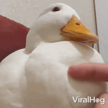 Good Boy Duck GIF - Good Boy Duck Viralhog GIFs