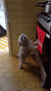 a small white dog is standing on its hind legs in front of a stove
