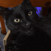 a close up of a black cat with yellow eyes looking at the camera