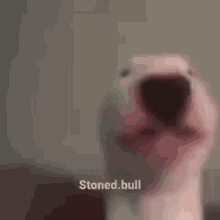 Stoned Bull Mouth GIF - Stoned Bull Mouth Dog GIFs