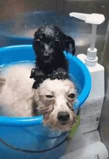 Dogs Bath GIF - Dogs Bath Dog GIFs