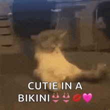 a cat is sitting on the floor with the words " cutie in a bikini " above it