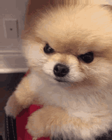 Angry Dog GIF - Angry Dog Lmao GIFs