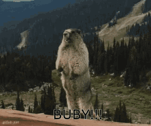 Buby Marmot GIF