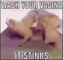 Wash Your Vagina It Stinks GIF