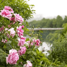 a bunch of pink flowers are growing in a bush