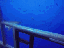 Shark Cage GIF - Shark Cage Surprise GIFs