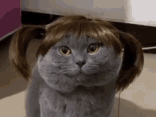 Funny Cat GIF - Funny Cat Pet GIFs