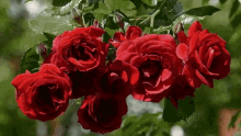 Happy Mothers Day Roses GIF - Happy Mothers Day Roses Mothers Day GIFs