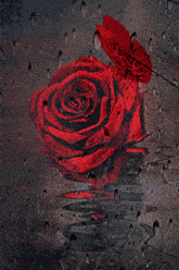 Rose Rose Rouge GIF - Rose Rose Rouge Fleur GIFs