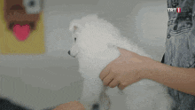 a woman petting a white dog with trt1 on the bottom