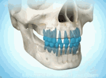 Teeth Eruption Growing GIF - Teeth Eruption Growing Teeth GIFs