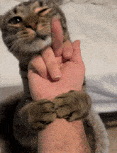 a cat biting a person 's finger with its paw