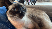 Cat Cute GIF - Cat Cute Siamese Cat GIFs