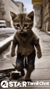 a picture of a cat walking down a street with a star tamil chat logo