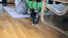 two cats are playing in a living room with a green tunnel in the background