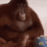 Orangutan Idgaf GIF