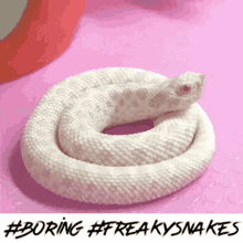 When a baby snake plays dead 🤣 #fyp #babysnake #hognose