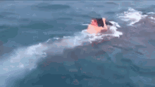 A 19-year-old Shark Enthusiast Takes A Ride On A Whale Shark In Florida. GIF - Shark Attack GIFs